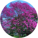 Roshni Srinivas Roshni Srinivas